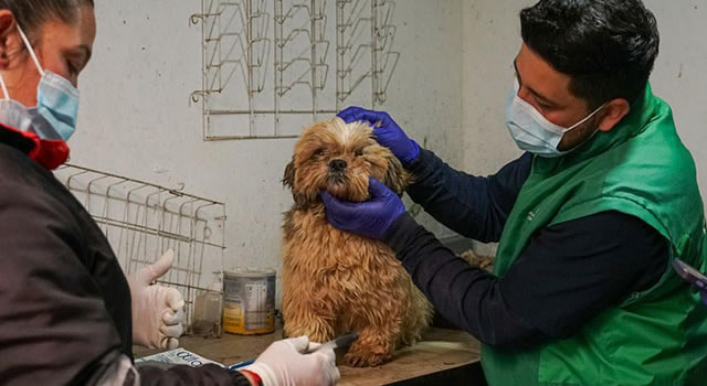 Hacinados y enjaulados encontraron a 35 animales en Bogotá