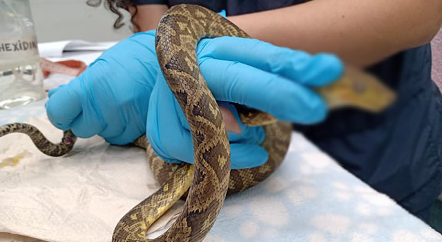 Padres encontraron una boa en la silla del carro de su bebé en Bogotá