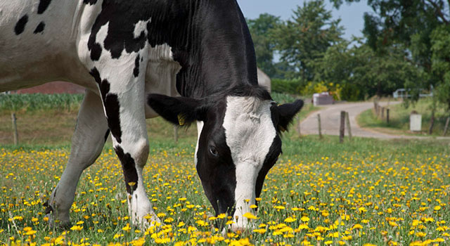 La leche, uno de los productos primordiales en la dieta de las familias colombianas