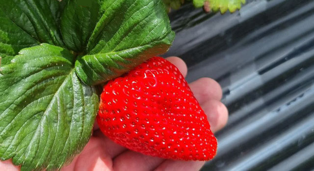 Fresas de Sibaté se comercializarán en Francia