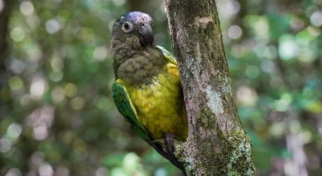 Las especies regresaron a su hábitat en Meta, tras ser rescatadas de redes de tráfico ilegal y pasar por procesos de recuperación en Bogotá.