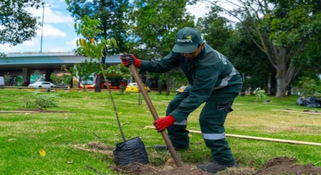 Con un enfoque en arborización, mantenimiento y bosques urbanos, la ciudad avanza hacia una mayor sostenibilidad ambiental y calidad de vida para sus habitantes.