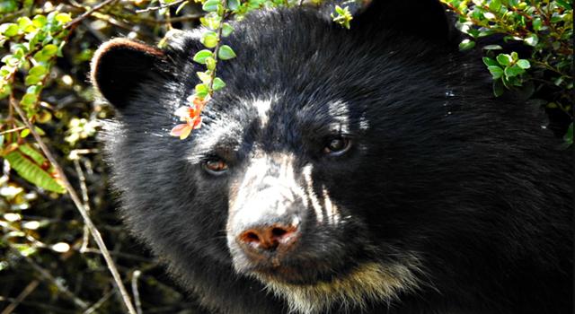 Las autoridades ambientales y la comunidad implementan un plan de conservación para el oso de anteojos en Cundinamarca. El proyecto contará con monitoreo y una inversión de 460 millones de pesos.