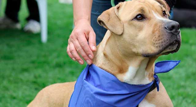 Esterilizaciones gratuitas para perros y gatos en Bogotá