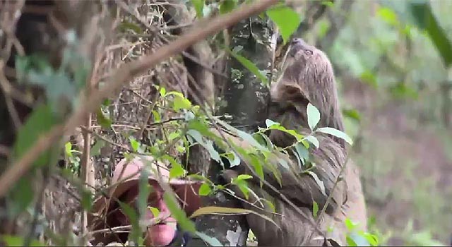 Policía ambiental encuentra oso perezoso en Sibaté