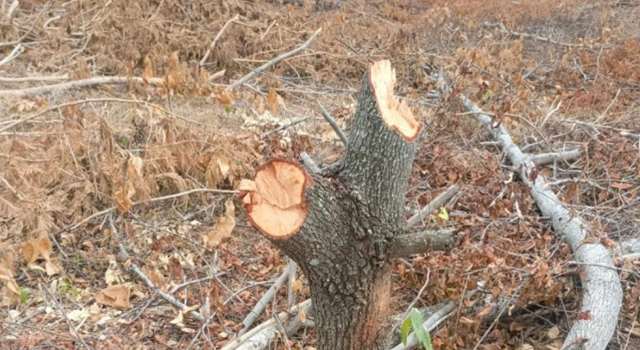 La CAR inició un proceso sancionatorio tras detectar tala ilegal en Cundinamarca, donde más de 300 árboles fueron talados en un predio arrendado en la vereda Busca Vidas, municipio de Nariño.