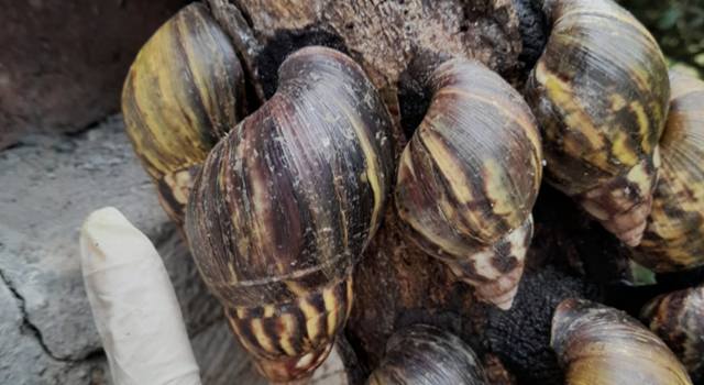 En plena temporada de lluvias, el caracol africano invade Cundinamarca, una especie que amenaza la biodiversidad y podría generar serios riesgos para la salud pública.