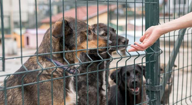 Cupos limitados: Bogotá ofrece esterilización gratis para mascotas de estratos 1, 2 y 3