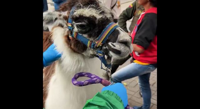 Las autoridades intensifican controles y campañas de sensibilización en puntos estratégicos de la capital para prevenir el uso indebido de animales en actividades de turismo en Bogotá.