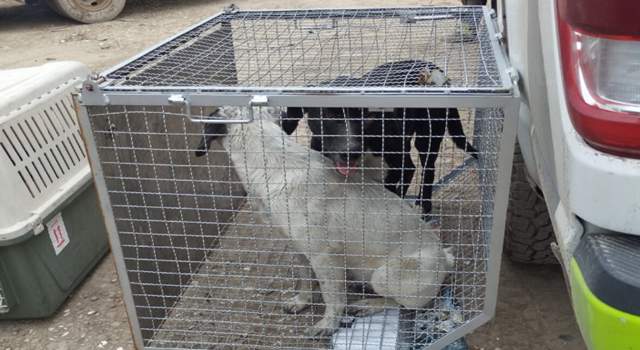 Tras el violento ataque en Bosa que dejó a un joven gravemente herido, los perros fueron entregados a las autoridades para ser sometidos a un proceso de observación que busca descartar riesgos para la salud pública.