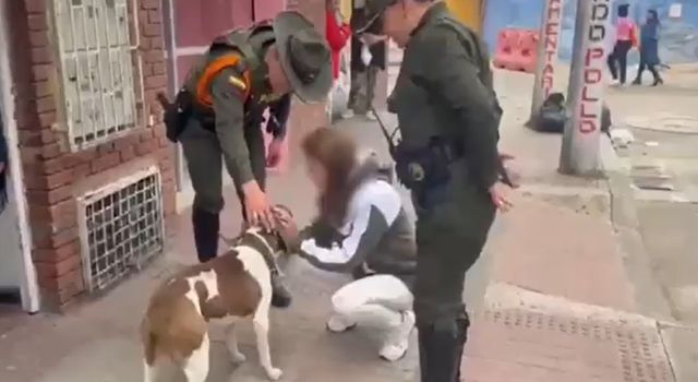 Un pitbull atacó a un policía en el barrio San José, cuando su dueño le ordenó morderlo. El uniformado fue lesionado en la pierna y el agresor fue capturado por el delito de violencia contra servidor público.