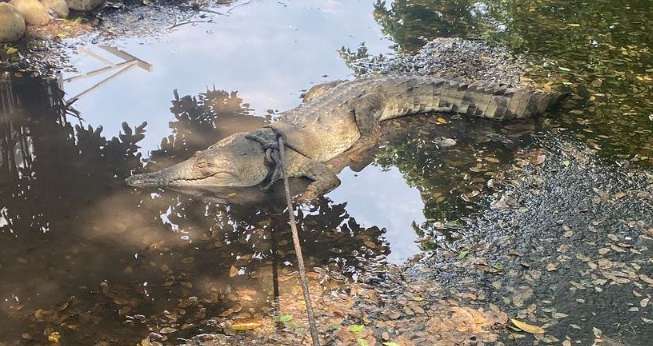 La aparición de un caimán aguja en Cundinamarca sorprendió a los residentes de un conjunto en Ricaurte. El animal fue rescatado y liberado en su hábitat natural tras ser valorado por expertos.