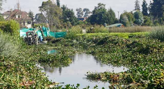 La restauración del humedal Gualí avanza para combatir la proliferación del buchón de agua, una planta invasora que pone en peligro este ecosistema. La CAR lidera los esfuerzos para evitar su colapso.