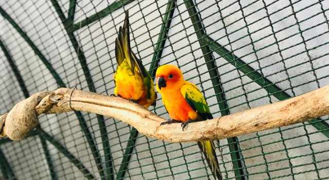 Rescates, incautaciones y operativos revelaron una realidad preocupante para la fauna silvestre en Cundinamarca. Las autoridades advierten sobre un fenómeno que se intensifica cada año.