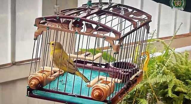 En pleno inicio de Semana Santa en Bogotá, siete personas fueron capturadas por movilizar ilegalmente especies en peligro de extinción. Las autoridades incautaron aves, musgos, orquídeas y más de 30 kilos de flora silvestre.