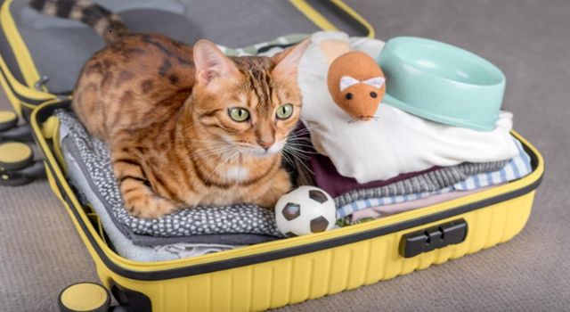 Ellos también hacen parte del viaje. Si aún no sabes cómo viajar con tu mascota esta Semana Santa, ten en cuenta las recomendaciones sobre transporte, identificación y cuidado en carretera.