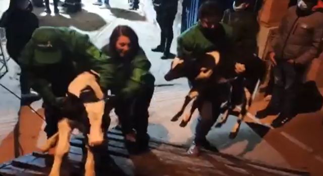 Gracias a la alerta de la comunidad, las autoridades descubrieron un matadero ilegal en Suba. En el lugar fueron hallados decenas de animales vivos en condiciones precarias y otros ya sacrificados.