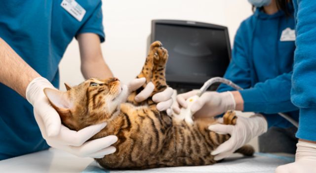 En Bogotá, los amantes de los animales tendrán una nueva herramienta para proteger a sus peludos. Un curso gratuito enseñará primeros auxiliares para mascotas y cómo reaccionar ante emergencias comunes.