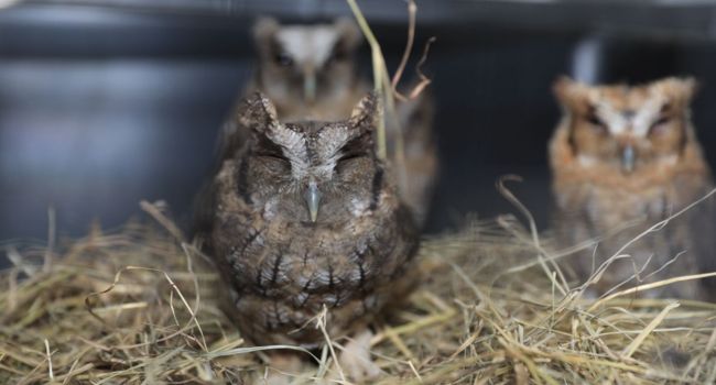 La fauna silvestre en Cundinamarca enfrenta crecientes riesgos por tráfico ilegal y pérdida de hábitat. La CAR refuerza su capacidad de respuesta con nuevas acciones.