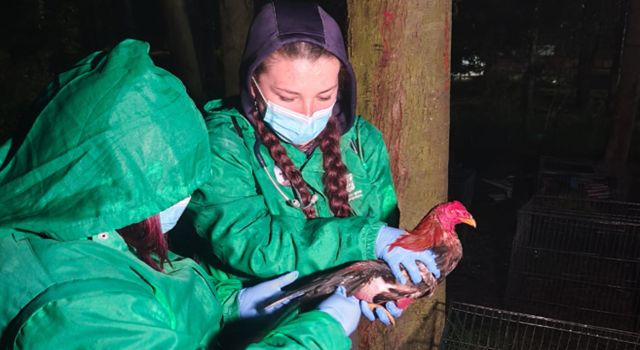 Una denuncia en el norte de la ciudad llevó a las autoridades a intervenir un predio donde, al parecer, se ocultaba una práctica que sigue alimentando el maltrato animal en Bogotá.