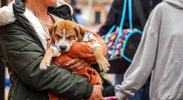 Sin costo: Bogotá abre miles de cupos para esterilizar perros y gatos