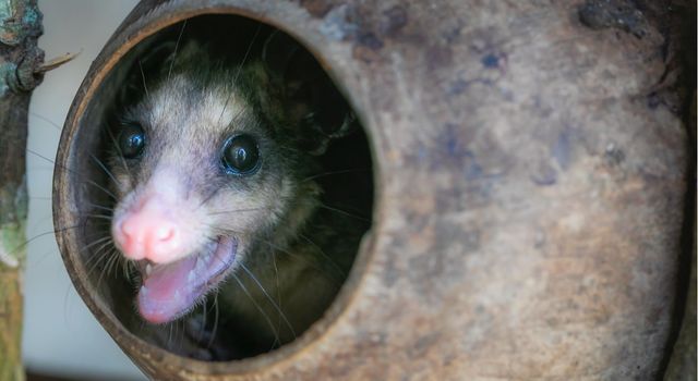 Cundinamarca fortalece protección de fauna con 42 intervenciones ciudadanas