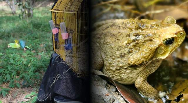 Así regresaron a la libertad más de 100 animales silvestres en Cundinamarca y Bogotá