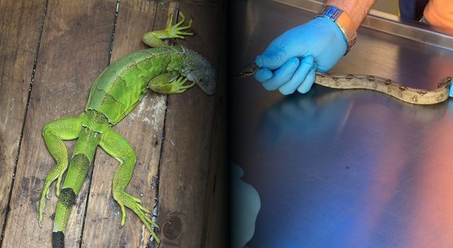 Encuentran animales silvestres en casas de Cundinamarca: ya van más de 100 rescates en 2026
