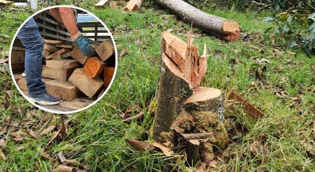 Grave daño ambiental: tala ilegal afecta zona rural en este municipio de Cundinamarca