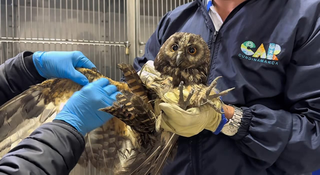 Aves, reptiles y mamíferos, entre las especies de fauna silvestre más afectadas por su presencia en entornos urbanos del departamento.