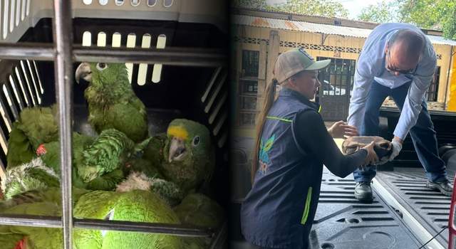 Así fue el rescate de 24 tortugas en Cundinamarca: una ciudadana evitó su posible captura ilegal