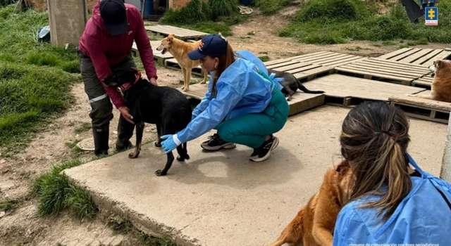 Capturan a mujer en Cundinamarca por presunto maltrato animal: hallaron más de 300 perros hacinados