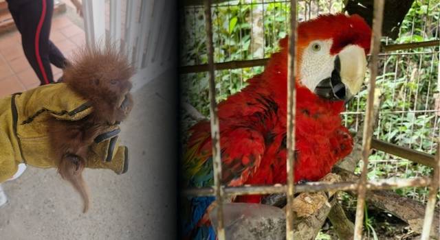 Guacamayas encerradas en diminutas jaulas y un mono en condiciones alarmantes: esto encontró la CAR