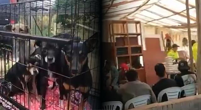 Peleas de perros en La Calera: juez condenó a 13 personas, incluidos nueve extranjeros