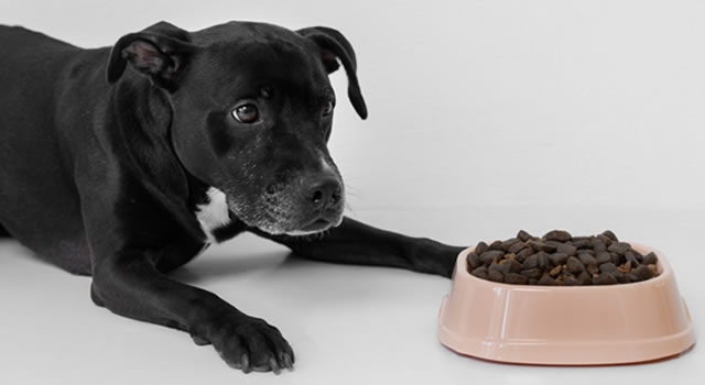 La importancia de la proteína en cachorros
