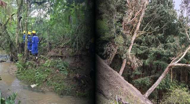 Alerta por posible caída de árboles en Cundinamarca: CAR toma medidas ante el fenómeno de El Niño