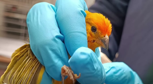 Animales silvestres fueron liberados en Soacha y Sibaté, CAR inició procesos sancionatorios