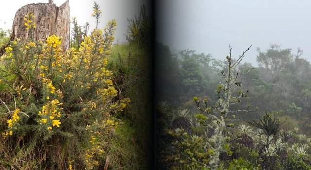 Así buscan frenar la expansión de una planta que amenaza los páramos en Cundinamarca