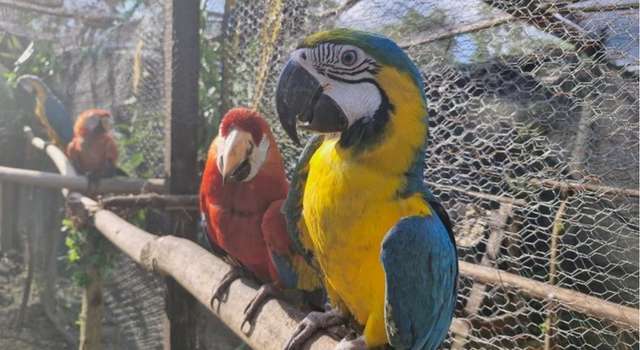 Del tráfico ilegal a la libertad: así fue el regreso de 23 loros rescatados en Cundinamarca por la CAR
