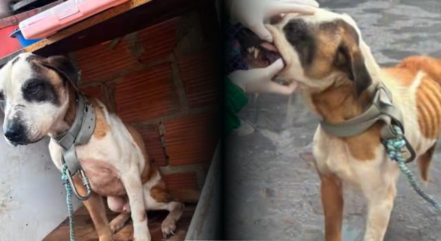 Denuncia salvó a un perro que vivía amarrado, sin agua y en malas condiciones en Bogotá