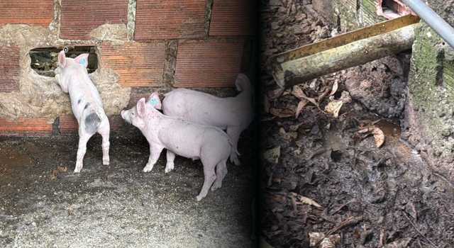 Descubren granja de cerdos que estaba arrojando residuos a una quebrada en Cundinamarca