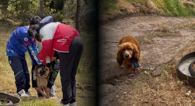 La denuncia de un vecino en Soacha salvó a dos perros que, presuntamente, eran víctimas de maltrato