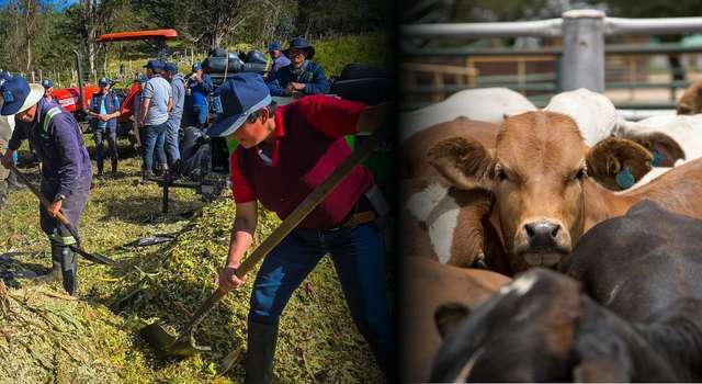 ¿Vienen tiempos de vacas flacas? Este es el plan de Cundinamarca para proteger al ganado