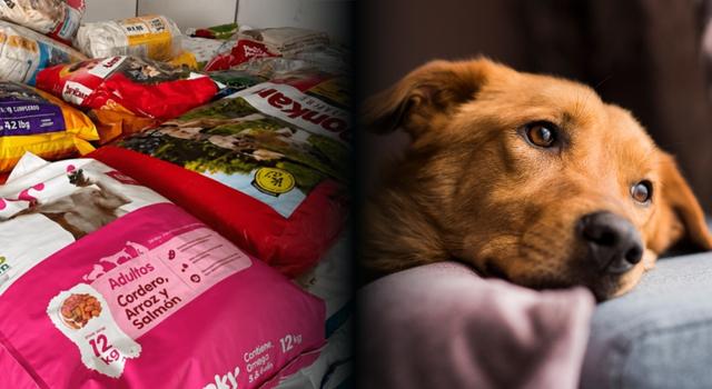 Bogotá ya reunió 3,3 toneladas de alimento para animales afectados por el terremoto: así puede donar