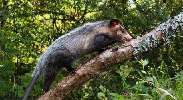 Después de ser rescatados, 12 animales silvestres regresaron a los bosques de Cundinamarca